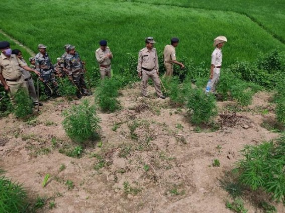 Police destroyed 10,000 cannabis saplings in Rahimpur under Sonamura Subdivision